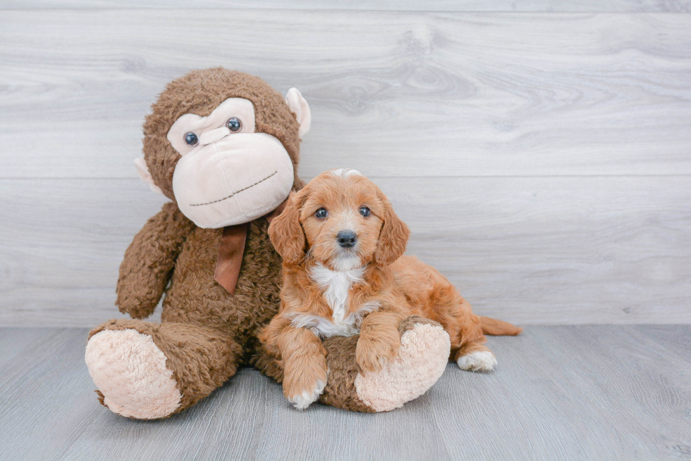 Mini Goldendoodle Pup Being Cute