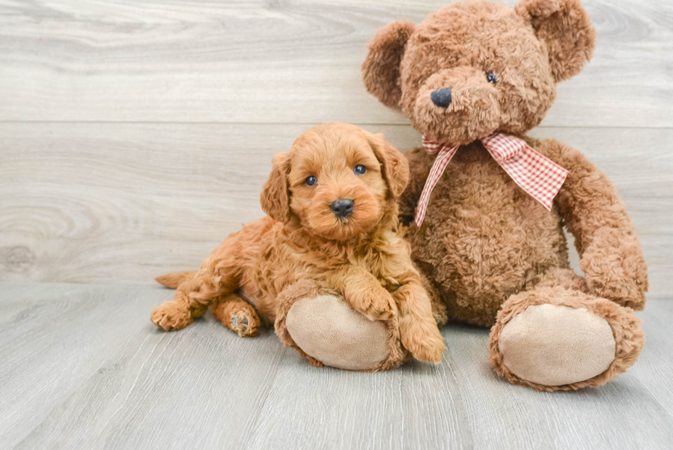 Mini Goldendoodle Pup Being Cute