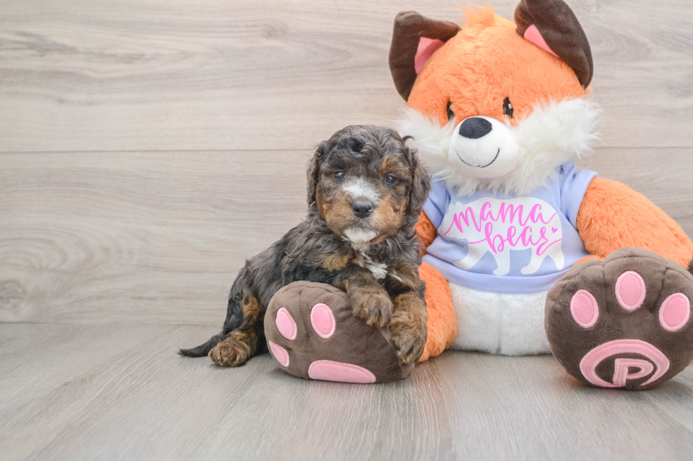 Popular Mini Goldendoodle Poodle Mix Pup