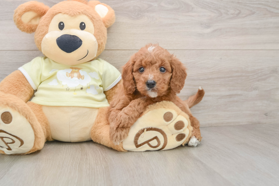 Petite Mini Goldendoodle Poodle Mix Pup