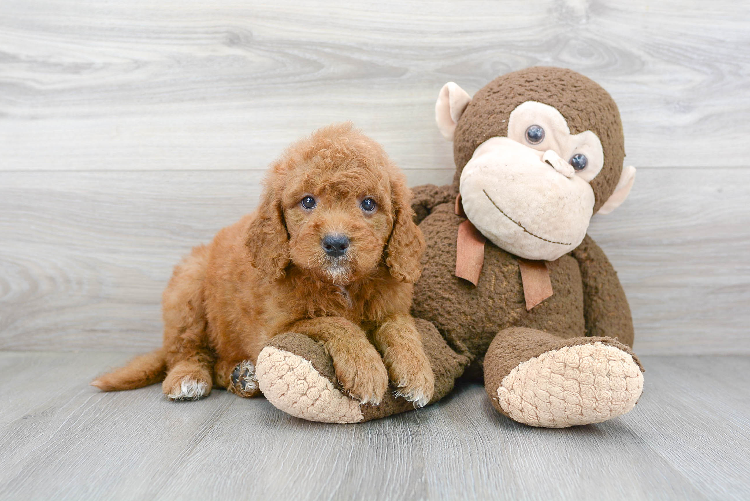 Mini Goldendoodle Puppy for Adoption