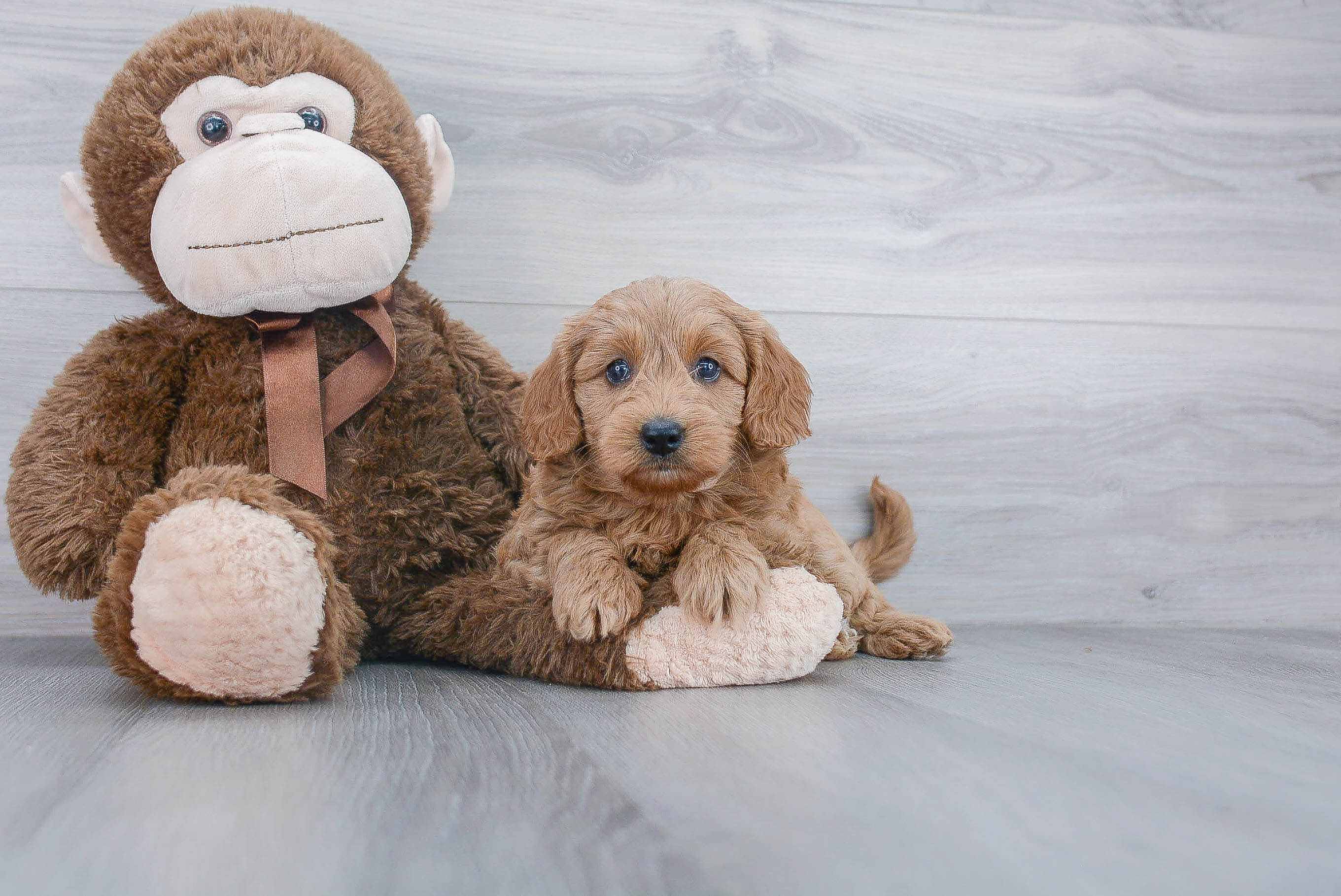 Best Mini Goldendoodle Baby