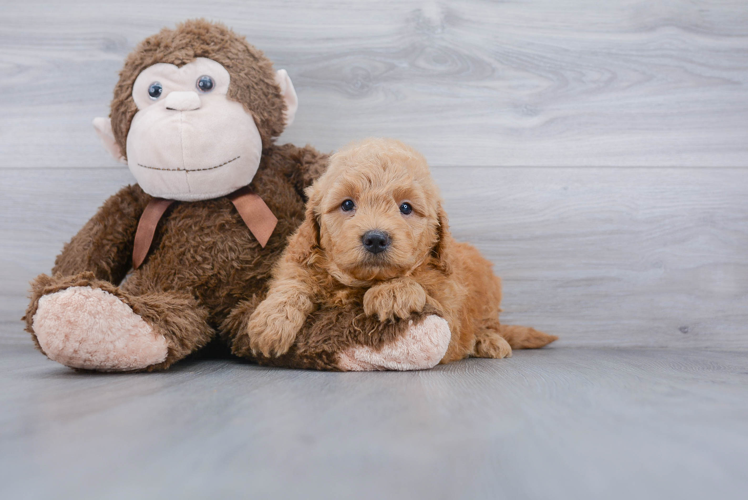 Mini Goldendoodle Pup Being Cute