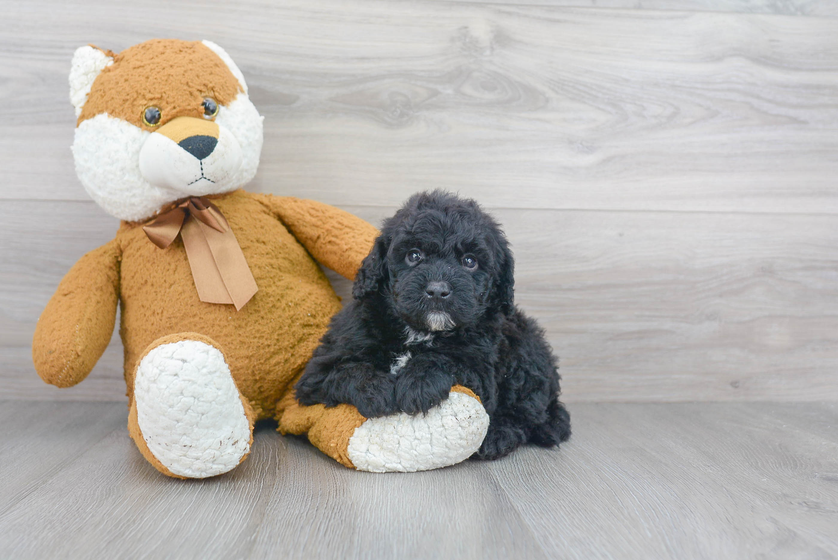 Mini Goldendoodle Puppy for Adoption