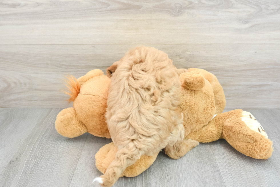 Adorable Golden Retriever Poodle Mix Puppy