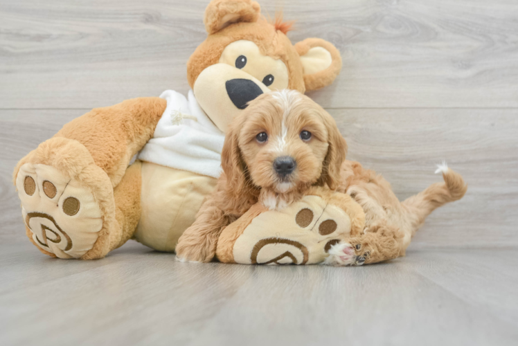 Best Mini Goldendoodle Baby