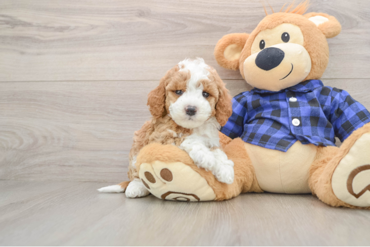 Hypoallergenic Mini Goldiepoo Poodle Mix Puppy