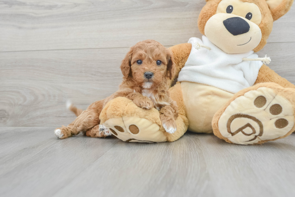 Mini Goldendoodle Pup Being Cute