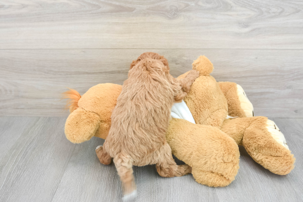 Fluffy Mini Goldendoodle Poodle Mix Pup