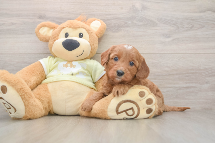 Smart Mini Goldendoodle Poodle Mix Pup