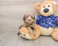 7 week old Mini Goldendoodle Puppy For Sale - Premier Pups