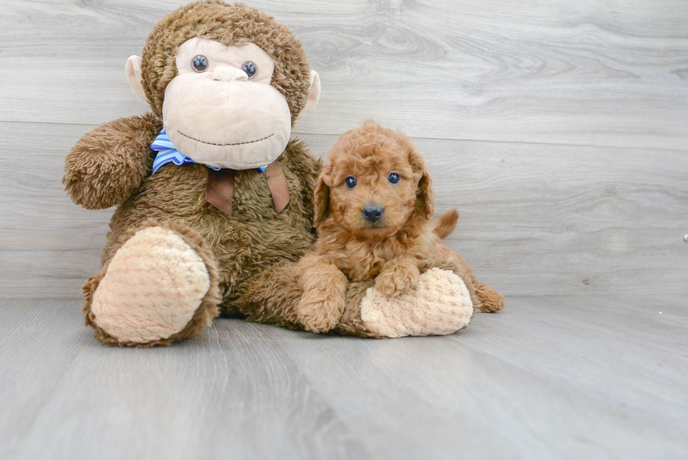 Cute Mini Goldendoodle Baby
