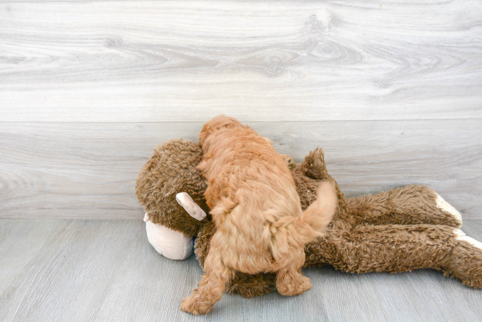 Best Mini Goldendoodle Baby