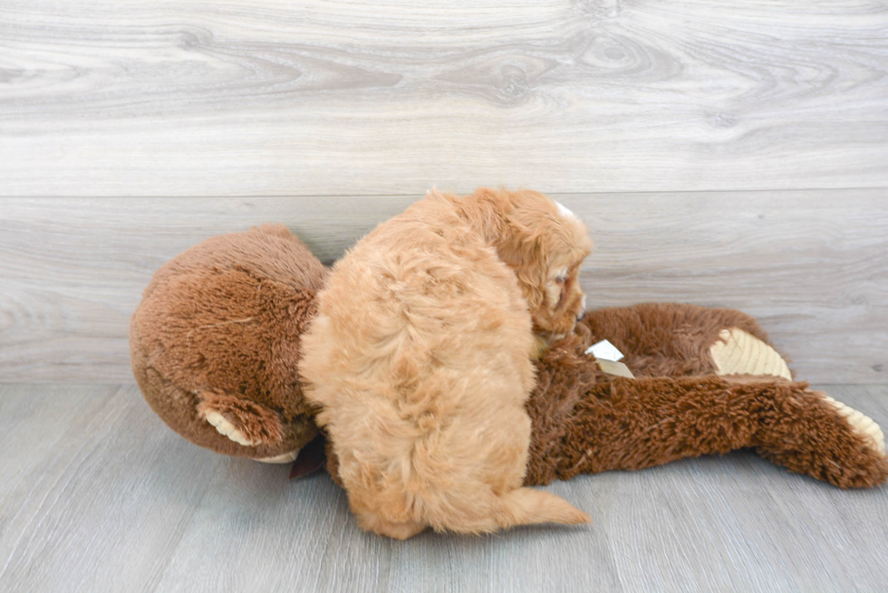 Playful Golden Retriever Poodle Mix Puppy