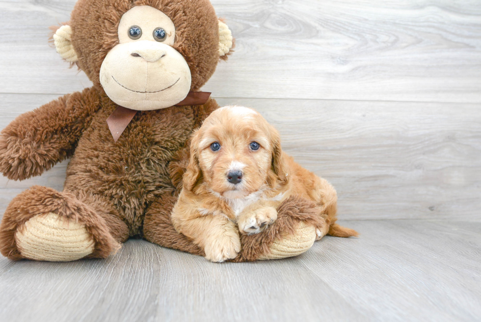 Popular Mini Goldendoodle Poodle Mix Pup