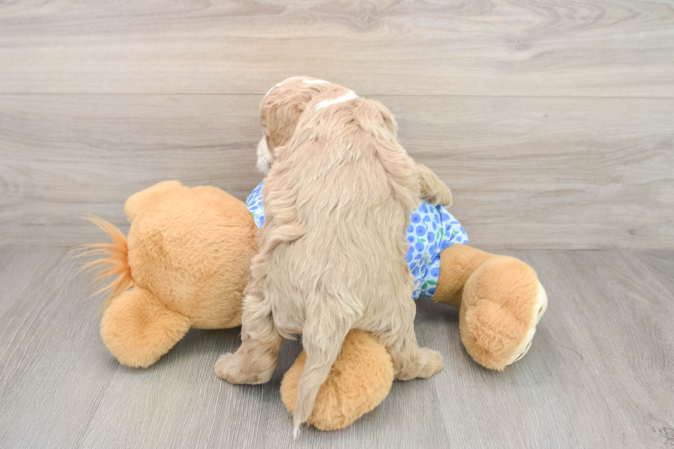 Mini Goldendoodle Puppy for Adoption