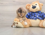 7 week old Mini Goldendoodle Puppy For Sale - Premier Pups