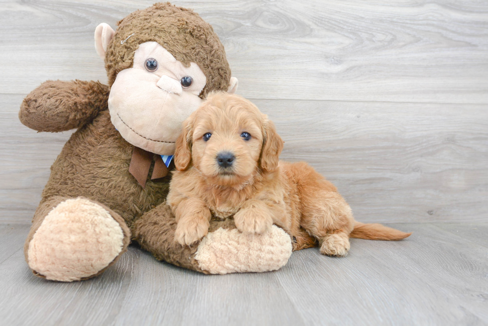 Hypoallergenic Golden Retriever Poodle Mix Puppy