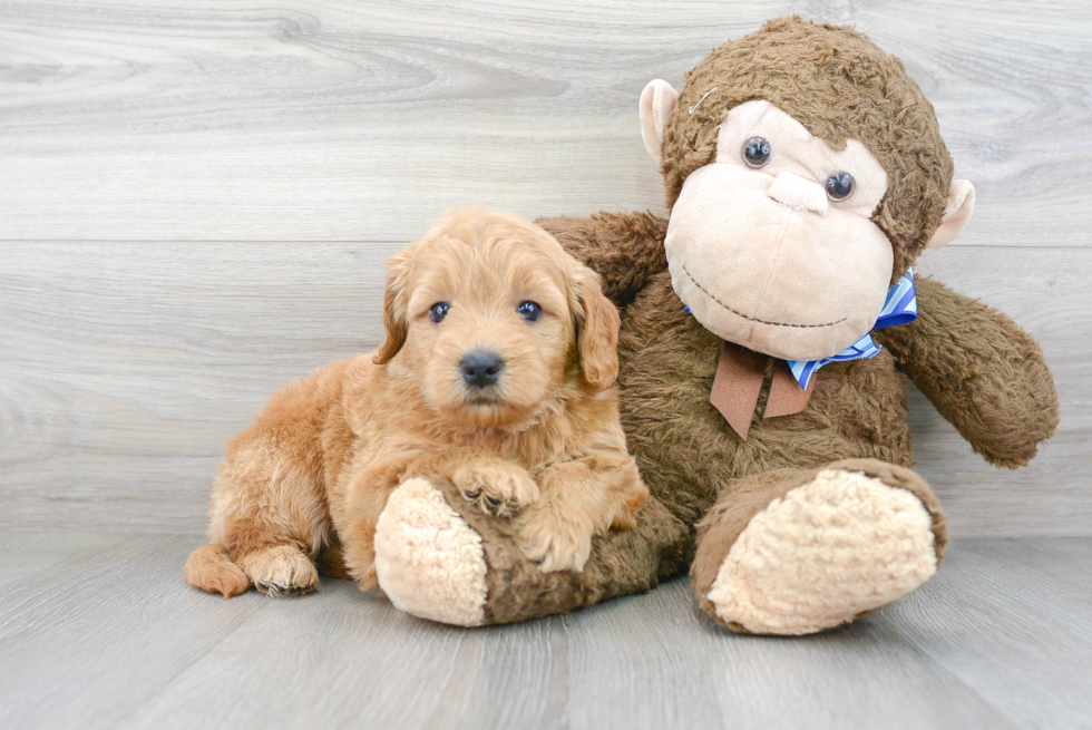 Best Mini Goldendoodle Baby