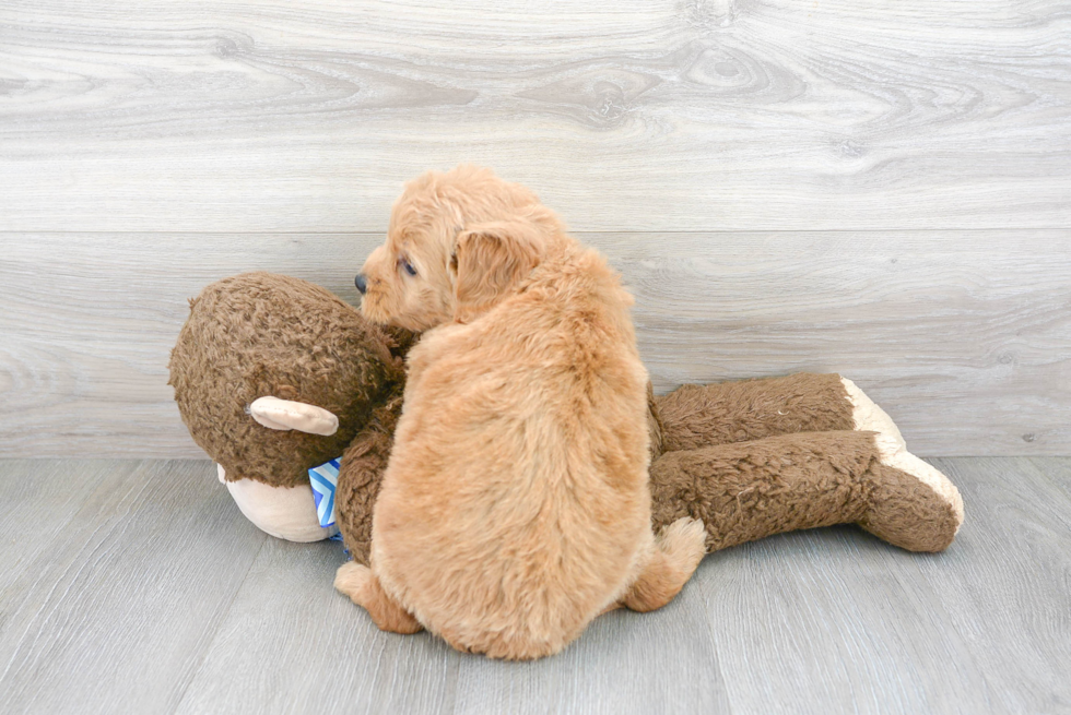 Cute Mini Goldendoodle Baby