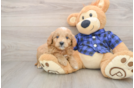 Mini Goldendoodle Puppy for Adoption