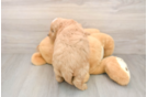 Mini Goldendoodle Puppy for Adoption