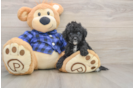 Mini Goldendoodle Pup Being Cute