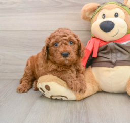 6 week old Mini Goldendoodle Puppy For Sale - Premier Pups