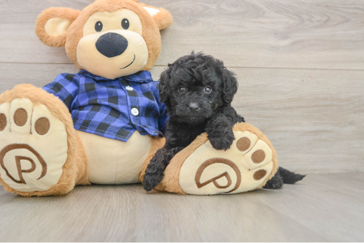Friendly Mini Goldendoodle Baby