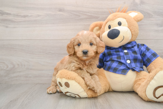 Adorable Golden Retriever Poodle Mix Poodle Mix Puppy