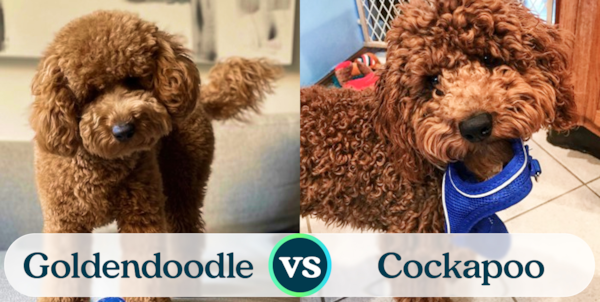 Mini Goldendoodle vs Cockapoo: Breed Comparison - Premier Pups
