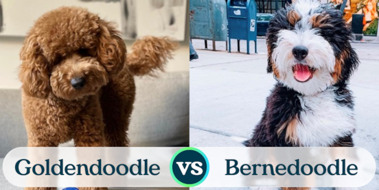 Mini Goldendoodle vs Mini Bernedoodle Comparison
