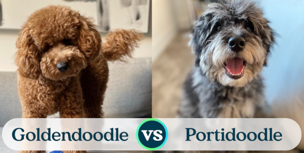 Mini Goldendoodle vs Mini Portidoodle - Premier Pups