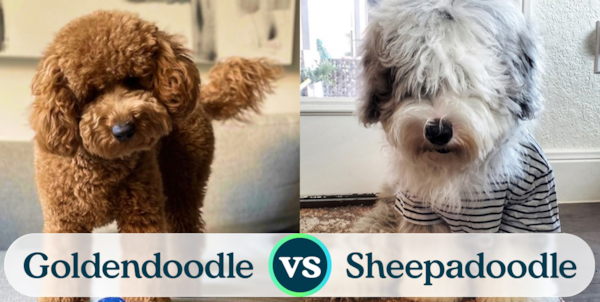 Mini Goldendoodle vs Mini Sheepadoodle - Premier Pups