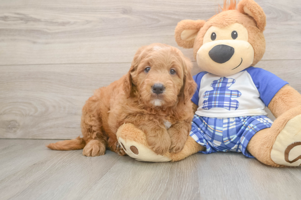 Best Mini Goldendoodle Baby