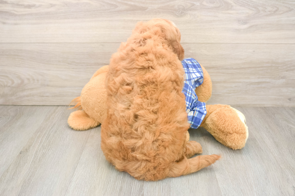 Friendly Mini Goldendoodle Baby