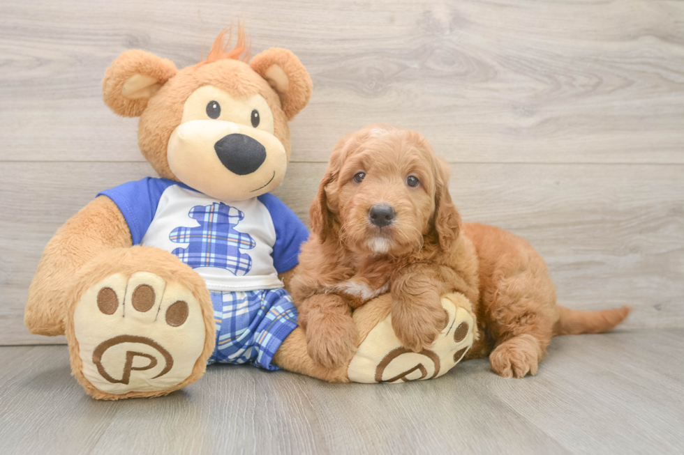 Fluffy Mini Goldendoodle Poodle Mix Pup