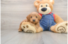 Mini Goldendoodle Puppy for Adoption