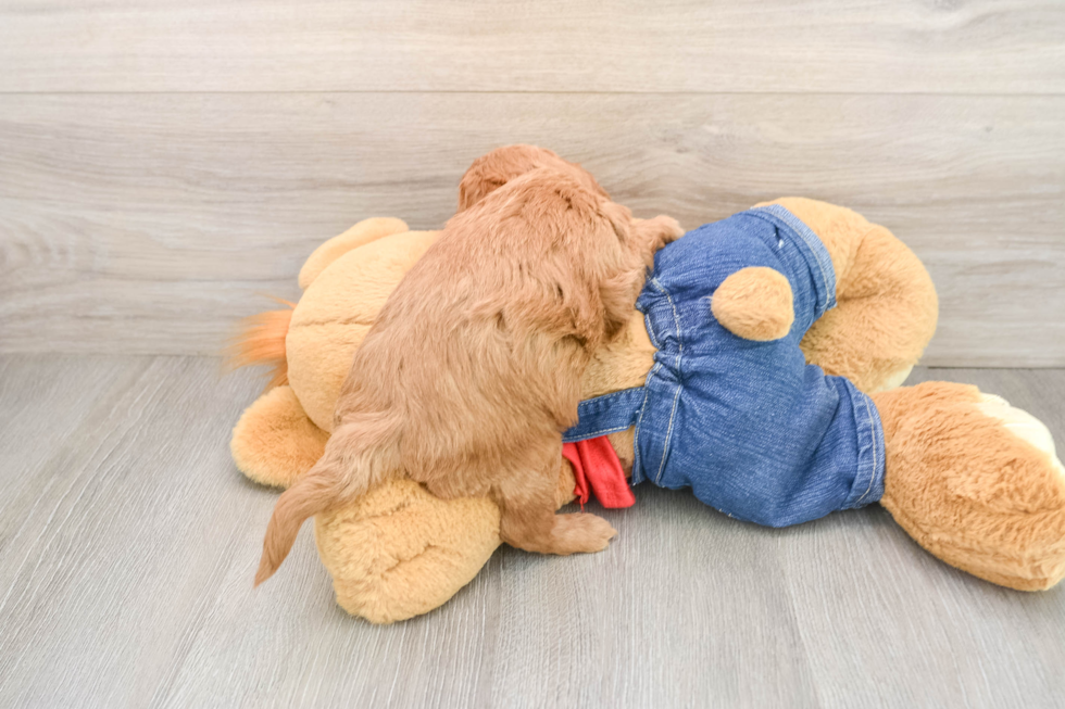 Little Mini Goldenpoo Poodle Mix Puppy