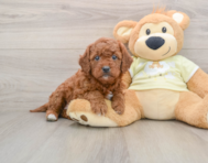 8 week old Mini Goldendoodle Puppy For Sale - Premier Pups