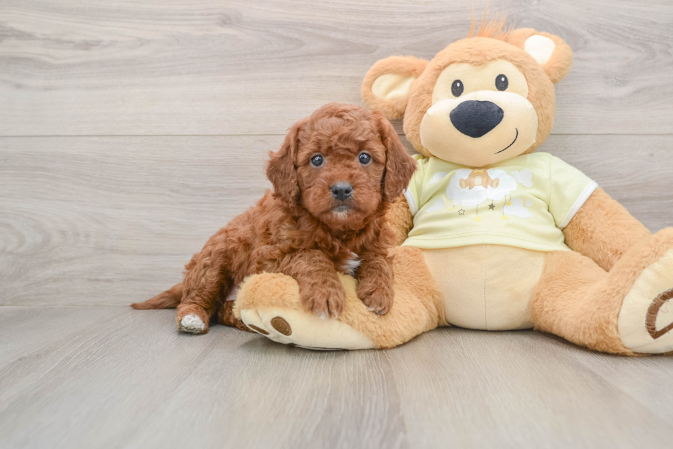 Smart Mini Goldendoodle Poodle Mix Pup