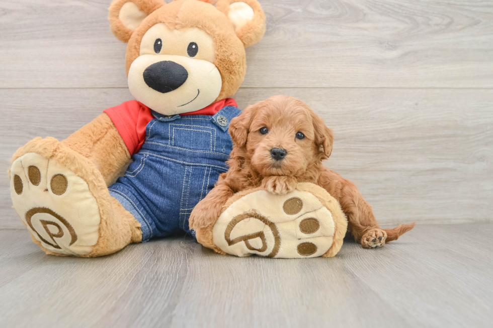 Cute Mini Goldendoodle Baby