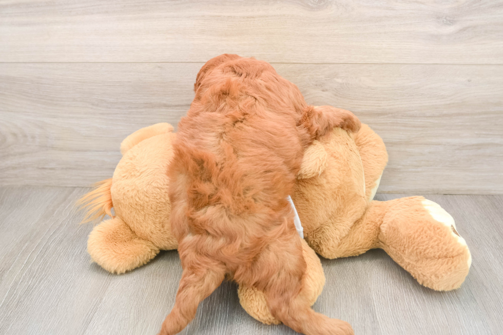 Mini Goldendoodle Puppy for Adoption