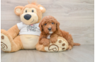 Friendly Mini Goldendoodle Baby