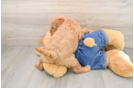 Energetic Golden Doodle Poodle Mix Puppy
