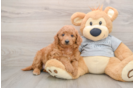 Energetic Golden Doodle Poodle Mix Puppy