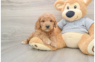 Mini Goldendoodle Puppy for Adoption