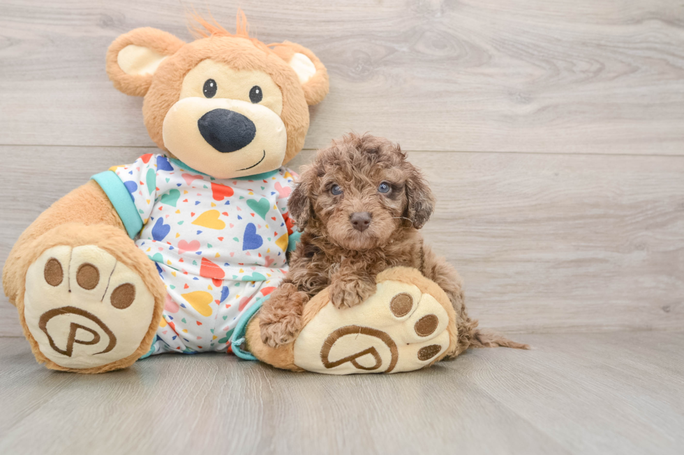Happy Mini Goldendoodle Baby