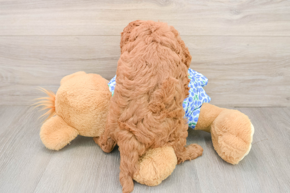 Energetic Golden Doodle Poodle Mix Puppy