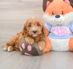 6 week old Mini Goldendoodle Puppy For Sale - Premier Pups